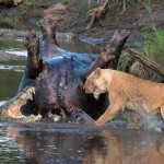 Great Maasai Mara. Watch this amazing fight between crocodiles, buffaloes and lions