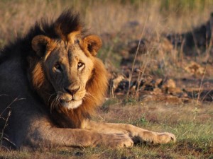 Two lions spotted in Kitengela KWS Chopper locating them