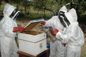 Schools, Colleges & Universities offering Apiculture Certificate Course in Kenya, Intake, Application, Admission, Registration, Contacts, School Fees