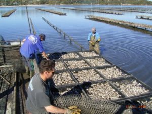 Schools, Colleges & Universities offering Aquaculture Technology and Management Certificate Course in Kenya, Intake, Application, Admission, Registration