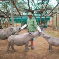 Schools, Colleges & Universities offering Certificate Higher Diploma and Diploma in Community Wildlife Management Course in Kenya Wildlife Service Training Institute, KWSTI Naivasha Kenya, Intake, Application, Admission, Registration, Contacts, School Fees, Jobs, Vacancies