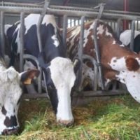 Schools, Colleges & Universities offering Certificate Higher Diploma and Diploma in Dairy Farming Technology Management in Kenya, Intake, Application, Admission, Registration, Contacts, School Fees, Jobs, Vacancies
