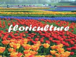 Schools, Colleges & Universities offering Certificate Higher Diploma and Diploma in Floriculture in Kenya, Intake, Application, Admission, Registration, Contacts, School Fees, Jobs, Vacancies