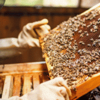 Schools, Colleges & Universities offering Diploma, Higher Diploma, Postgraduate Diploma & Advanced Diploma in Apiculture, Bee Keeping & Honey Processing Course in Kenya Intake, Application, Admission, Registration, Contacts, School Fees, Jobs, Vacancies