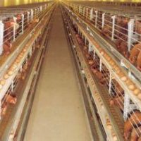 Schools, Colleges & Universities offering Certificate Higher Diploma and Diploma in Poultry Farming & Management Course in Kenya Intake, Application, Admission, Registration, Contacts, School Fees, Jobs, Vacancies