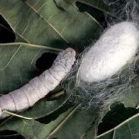Schools, Colleges & Universities offering Certificate Higher Diploma and Diploma in Sericulture Silkworm Rearing Course in Laikipia University Maralal Course in Kenya Intake, Application, Admission, Registration, Contacts, School Fees, Jobs, Vacancies