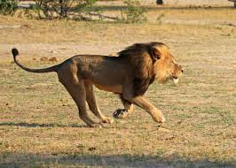 Shocking video of lions roaming freely along Mombasa Road