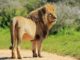 KWS announces another loose lion Spotted in Karen Hardy area. The KWS rangers, officers, police, have been sent to secure the lion. Nairobi National Park