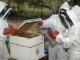 Schools, Colleges & Universities offering Apiculture Certificate Course in Kenya, Intake, Application, Admission, Registration, Contacts, School Fees
