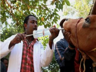 College offering Artificial insemination Certificate Course in Kenya