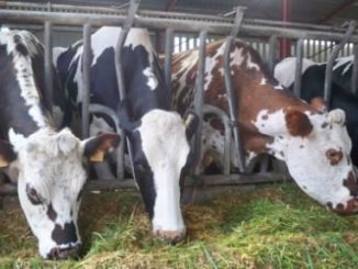 Best Colleges offering Dairy Farming Technology Course in Kenya