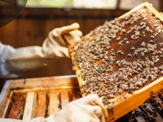 Best Apiculture, Bee Keeping and Honey Processing Colleges - Diploma