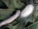 Sericulture: Best Silkworm Rearing Colleges - Certificate & Diploma