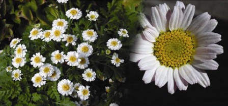 Pyrethrum Farming in Kenya