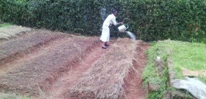 A farmer sprinkling water to her Pyrethrum Nursery