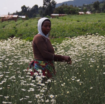 Pyrethrum flowers should be picked once in 2-3 weeks when the white petals (ray florets) are horizontal and about 3 rows of disc florets are open. 